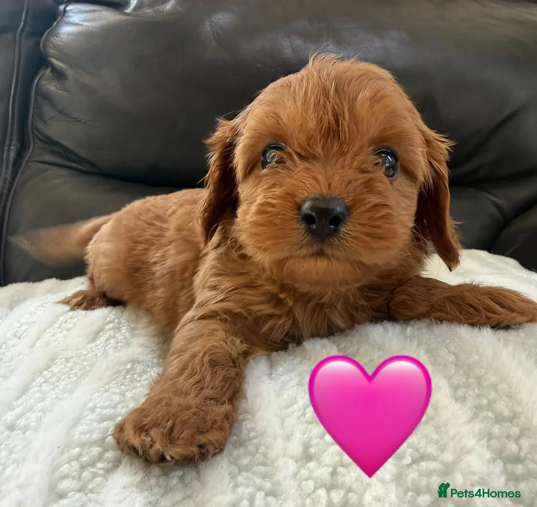 Maltipoo dogs for sale: ❤️ The best of both Asian Cavamaltipoo ❤️ - Advert 34