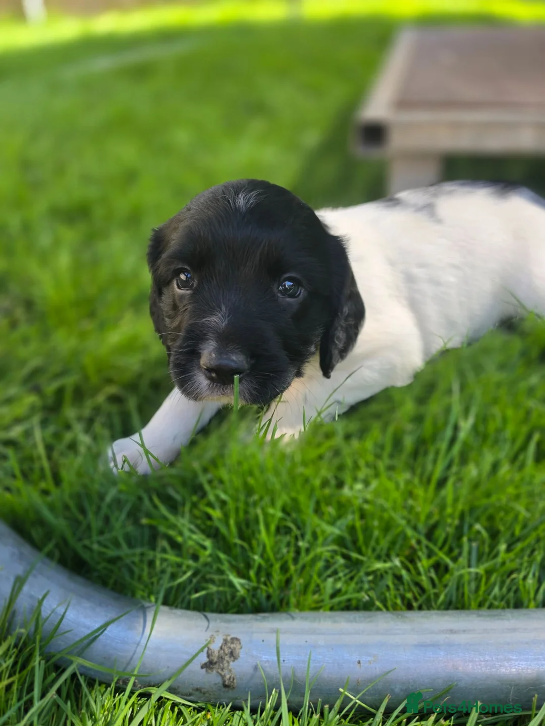 English Springer Spaniel dogs for sale: Springer spaniel puppies in Bungay - Advert 2