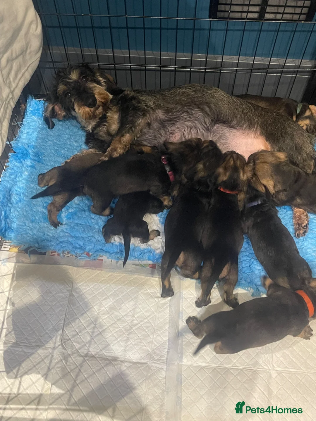 Dachshund dogs for sale: Standard wirehaired dachshund  - Advert 1