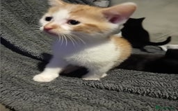 Mixed Breed cats for sale: Fluffy Kittens  - Image 9