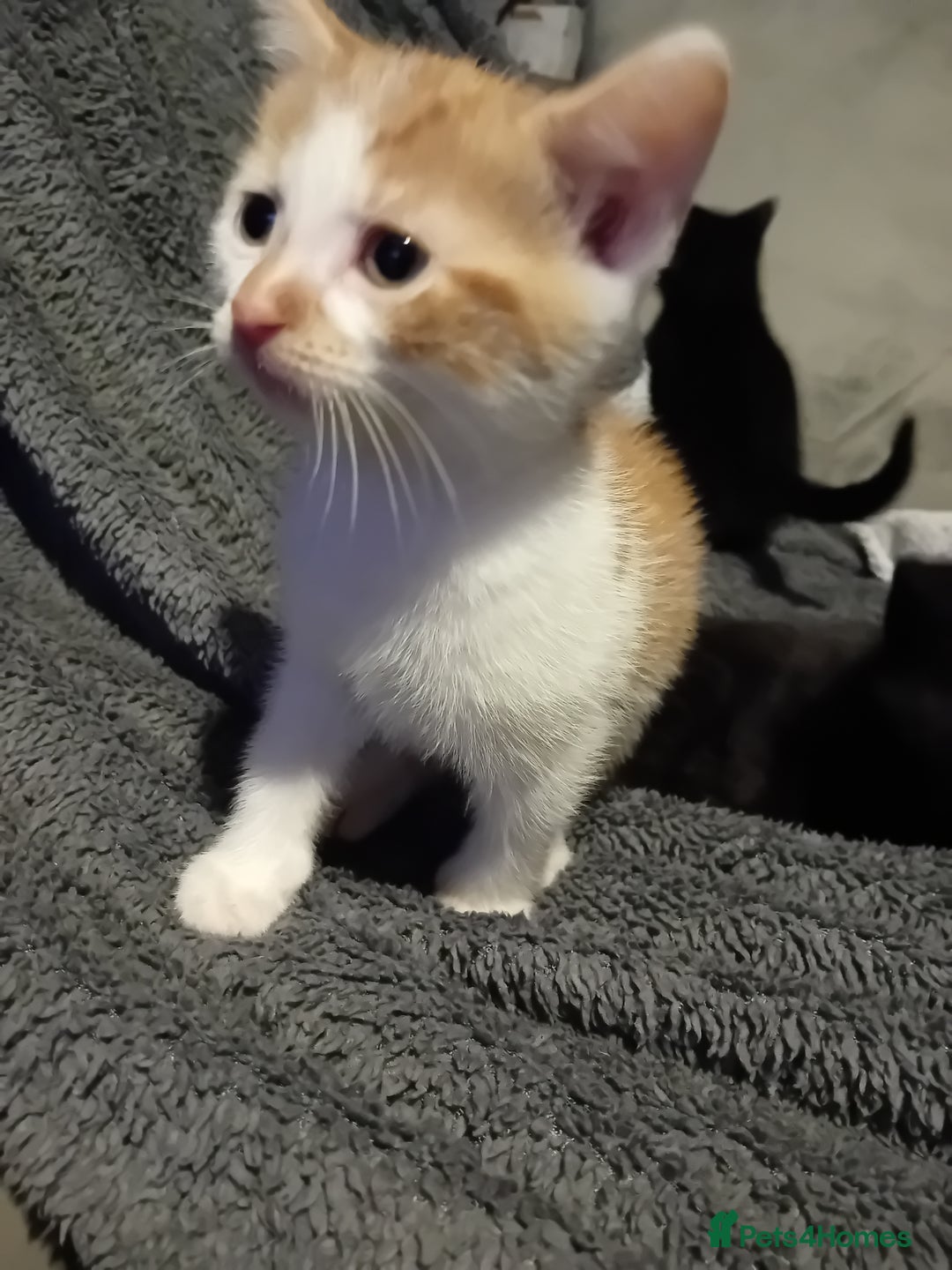 Mixed Breed cats for sale: Fluffy Kittens  - Image 9