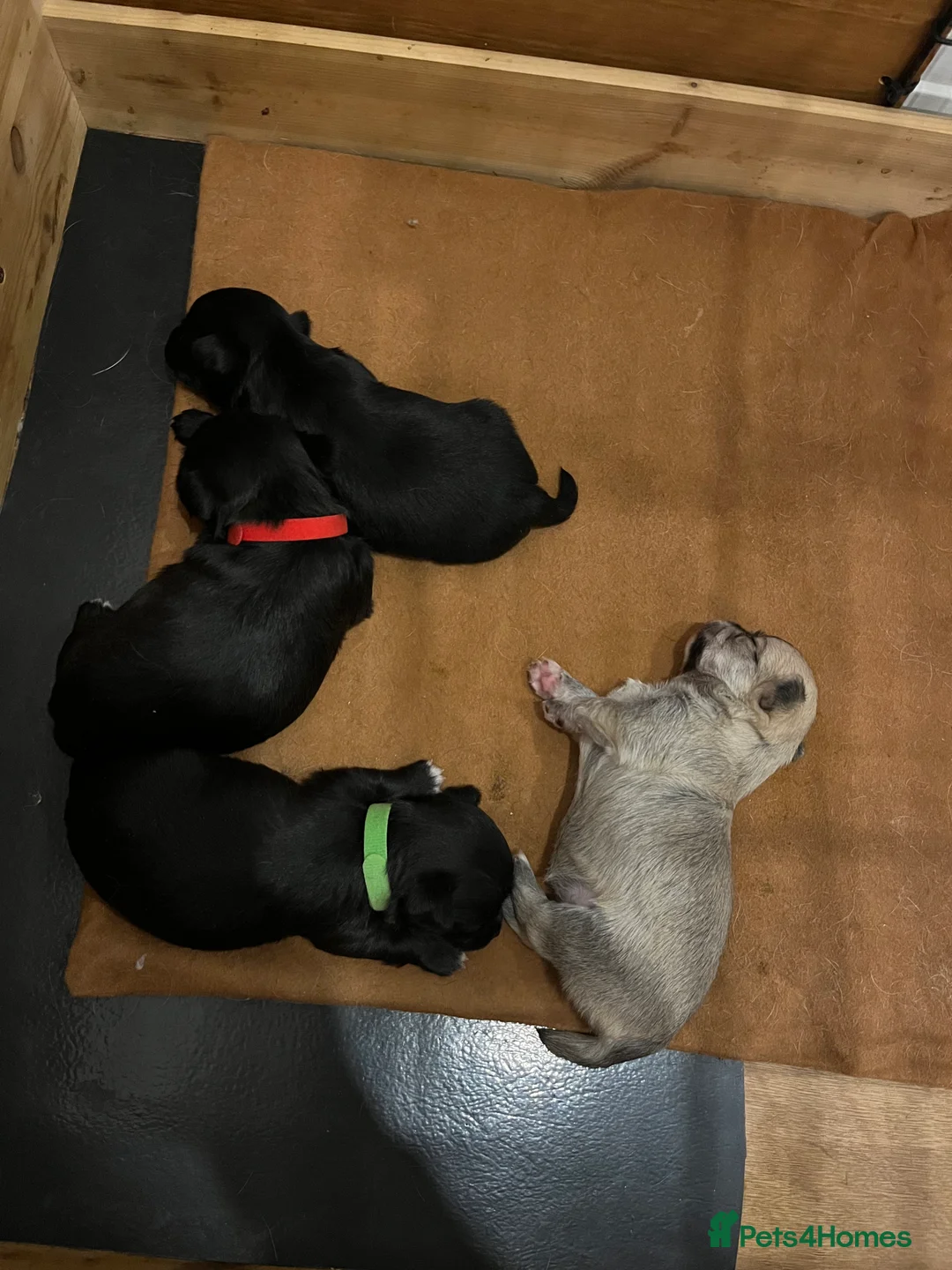 Mixed Breed dogs for sale: Malchi pups available  - Advert 23