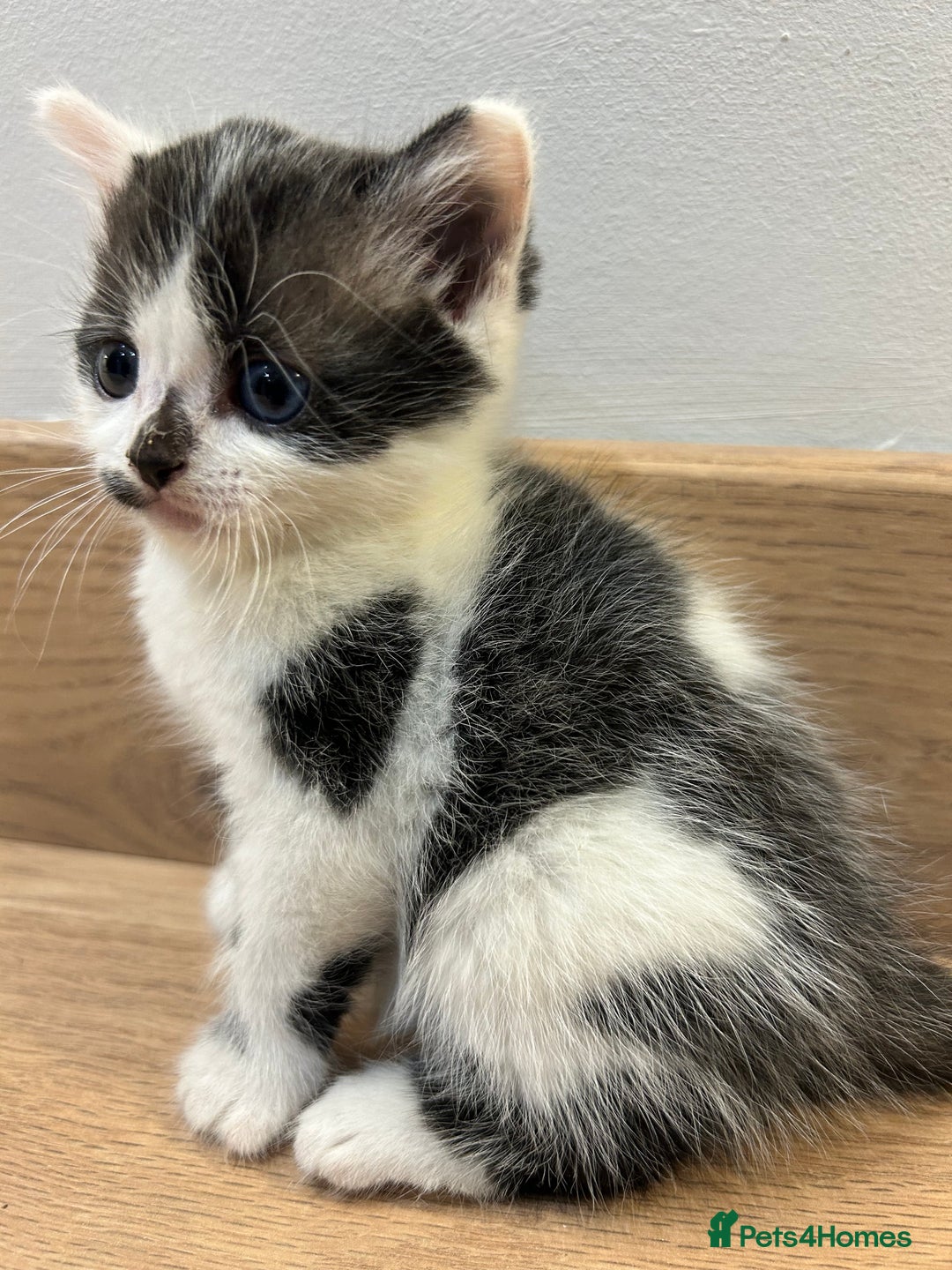 Mixed Breed cats for sale: Kittens  - Advert 3