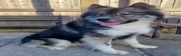 Huskita dogs for sale: Ronnie - Advert 4