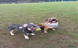 French Bulldog dogs for sale: French bulldog  - Image 3