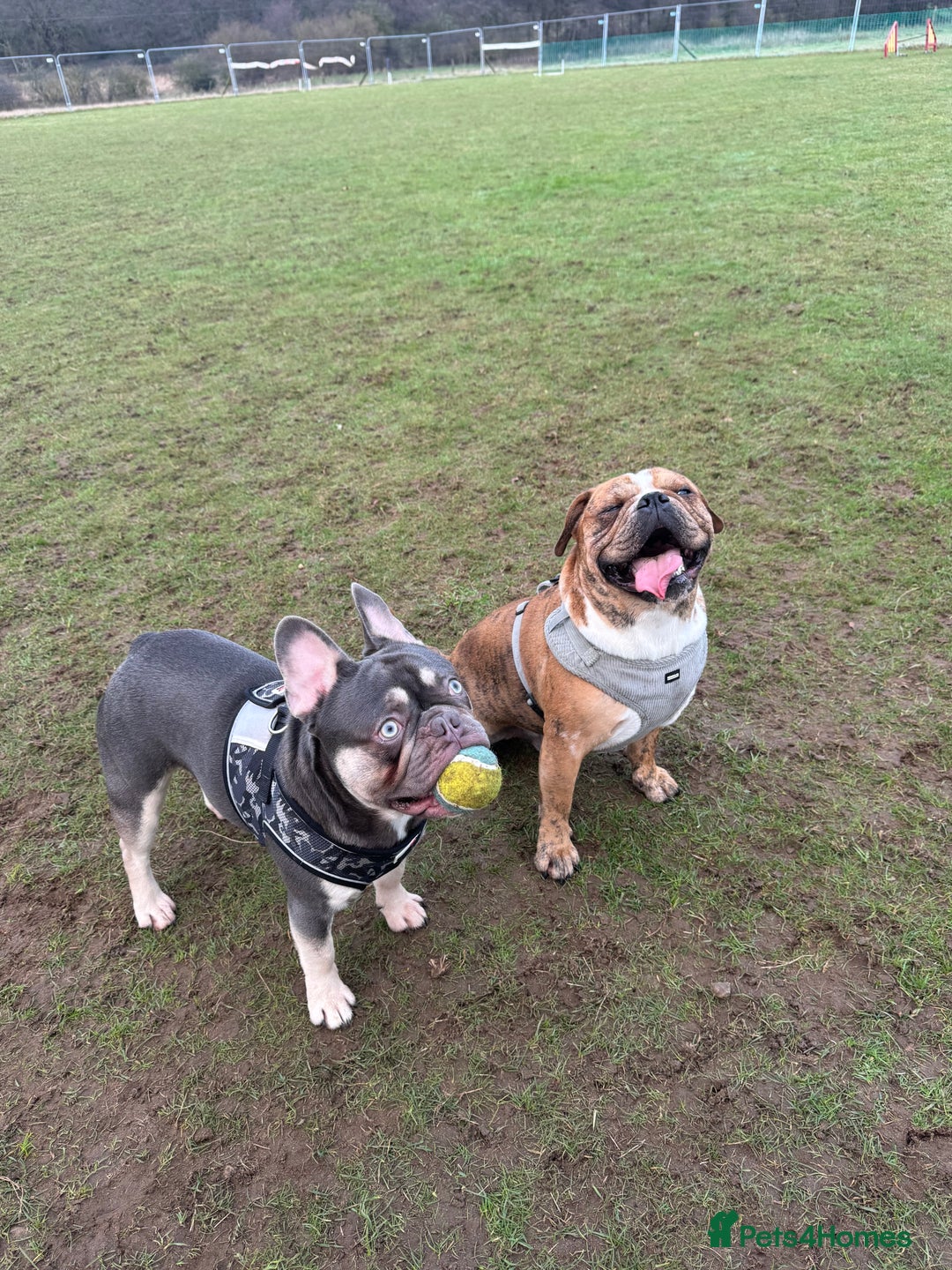 French Bulldog dogs for sale: French bulldog  - Image 3