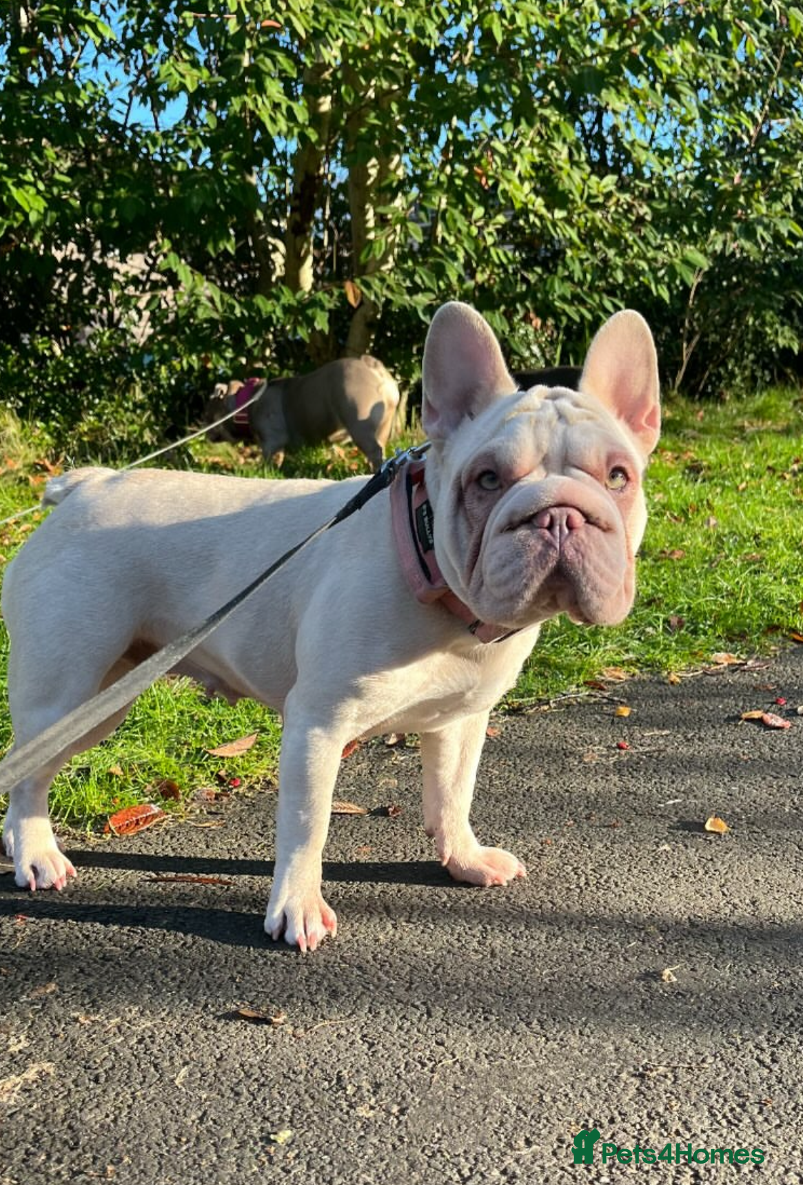 French Bulldog dogs Cuddly, Easy Going Frenchie - Rosie - Advert 3