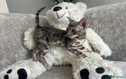 Bengal cats for sale: Adorable Female Blue Bengal Kitten TICA REG - Image 4