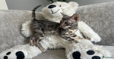 Bengal cats - Advert 9