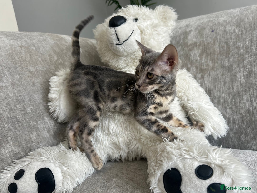 Bengal cats for sale: Adorable Female Blue Bengal Kitten TICA REG - Image 4
