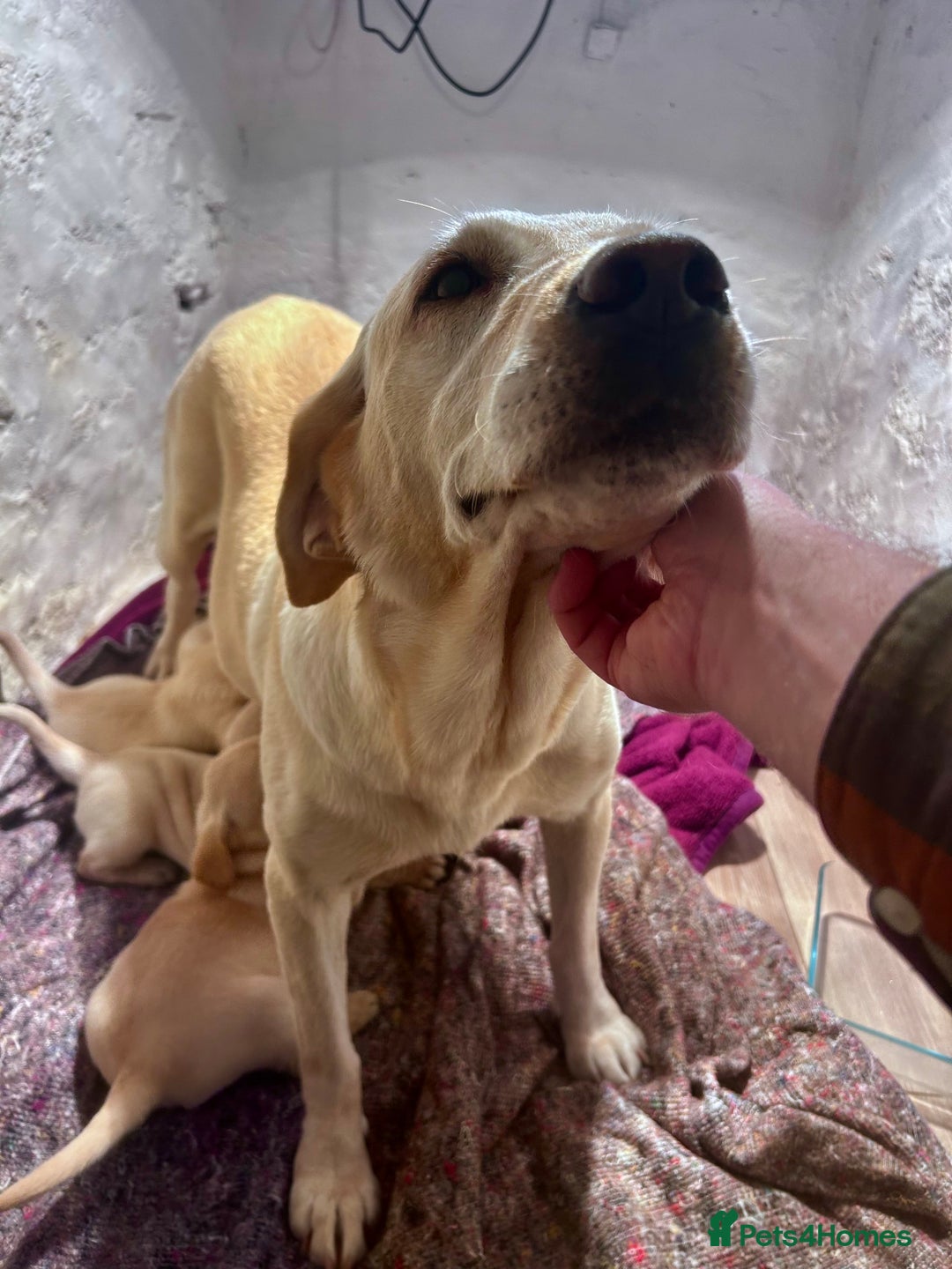 Labrador Retriever dogs for sale: Beautiful KC Reg Lab Pups - Advert 21