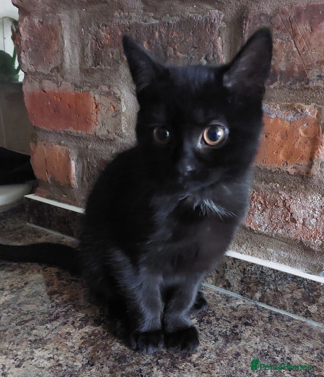 British Shorthair cats for sale: Batman Cutest black cat ready for forever home - Advert 5