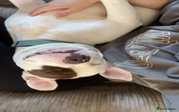 Mixed Breed dogs for sale: 4 beautiful American bully cross staffy puppies - Image 10