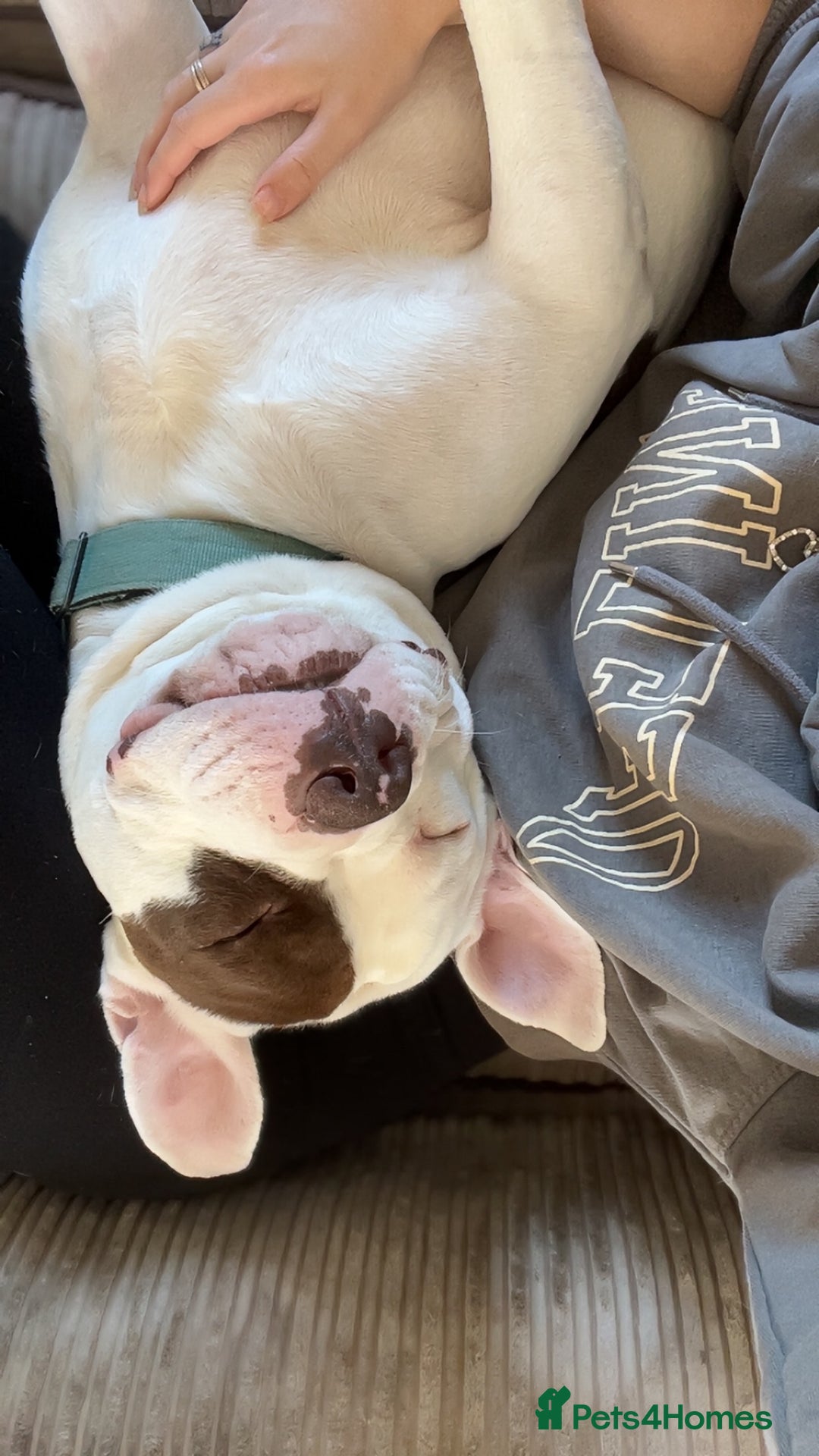 Mixed Breed dogs for sale: 4 beautiful American bully cross staffy puppies - Image 10