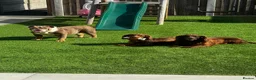 English Bulldog dogs for sale: Female English bulldog  - Advert 6