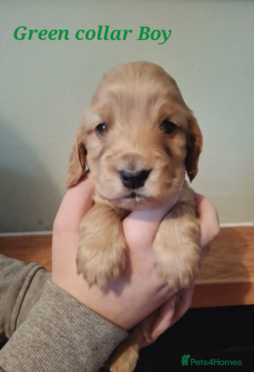 Cocker Spaniel dogs for sale: Stunning KC registered show cocker puppies - Advert 10