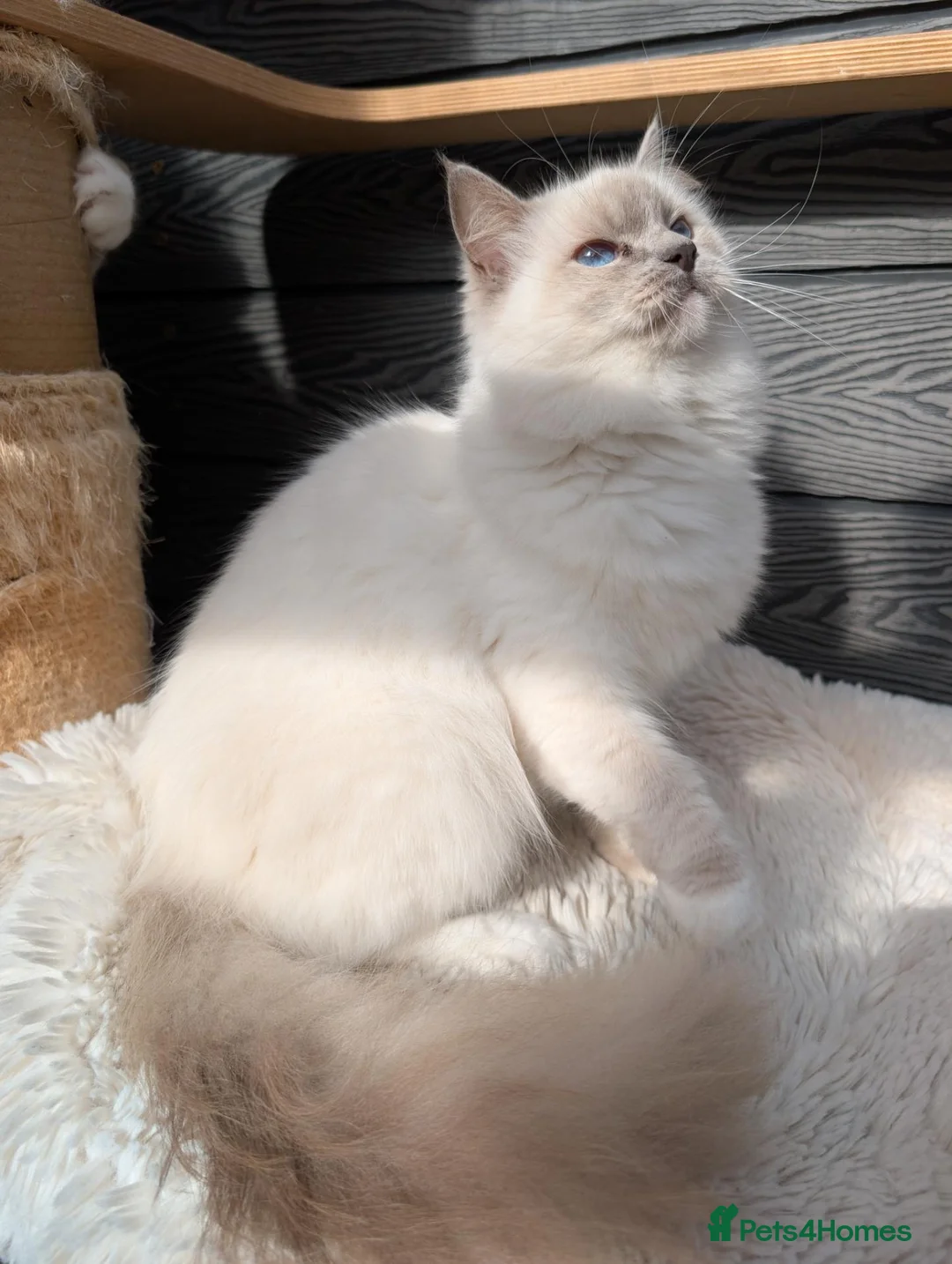 Ragdoll cats for sale: Females ragdoll - Advert 1