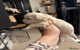 Maltipoo dogs for sale: Teddy bear maltipoo puppies  - Image 11