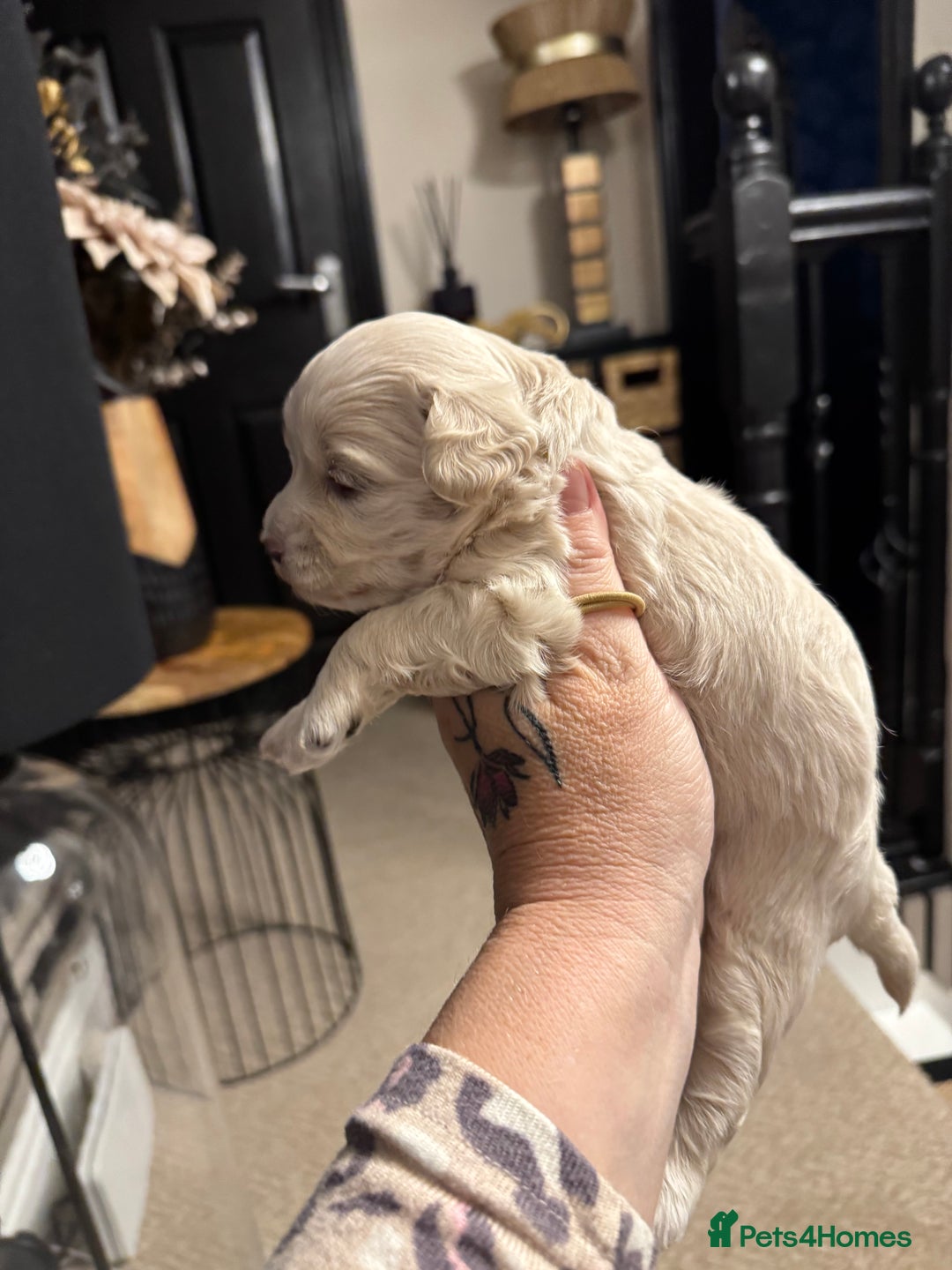 Maltipoo dogs for sale: Teddy bear maltipoo puppies  - Image 11