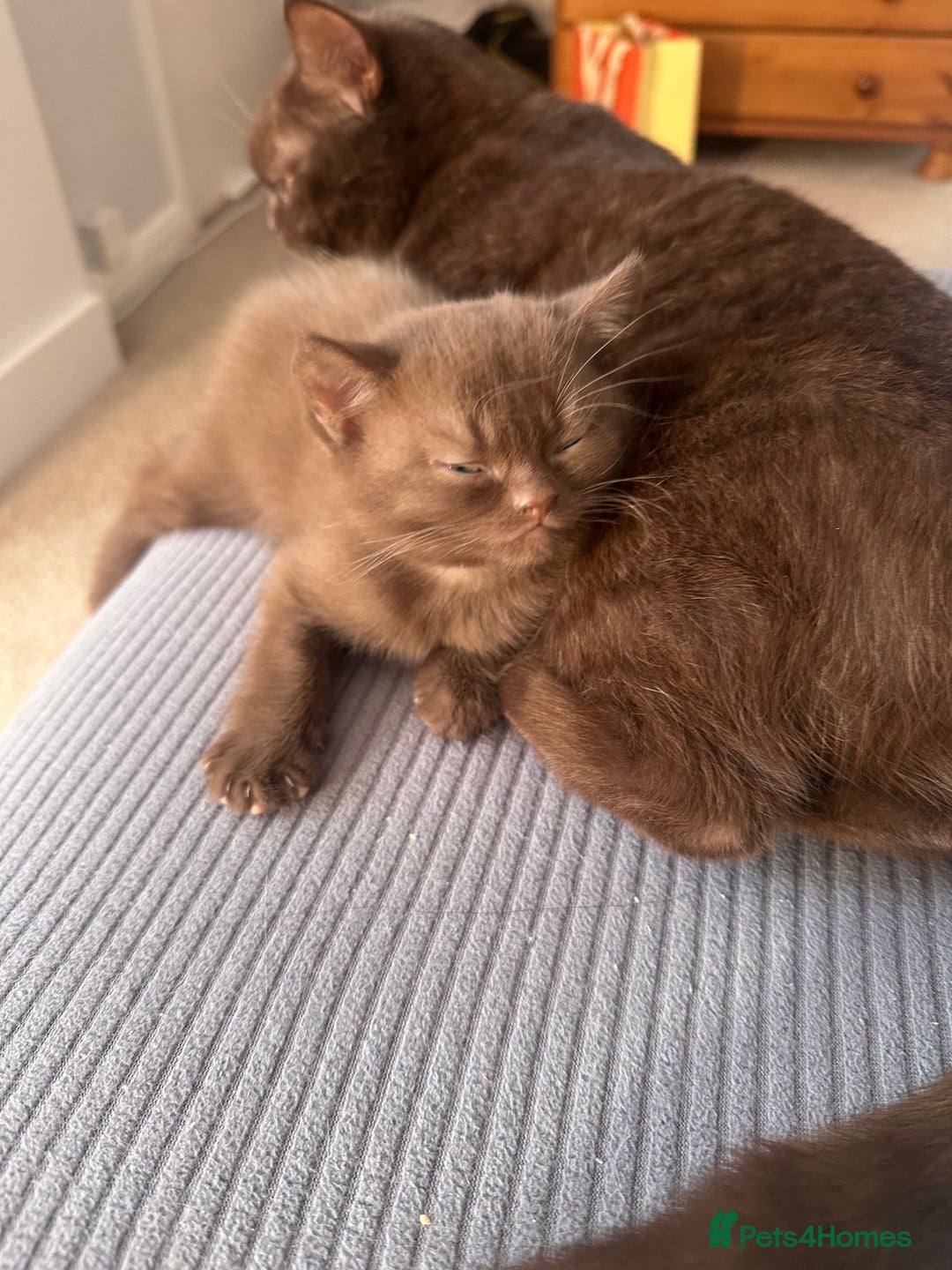British Shorthair cats for sale: Chocolate brown British shorthair kitten  - Image 2