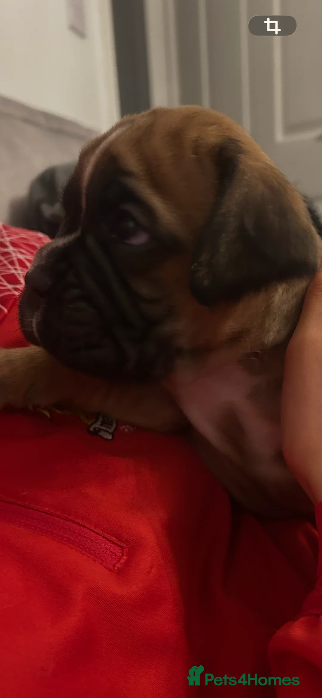 Boxer dogs for sale: Exceptional Litter - World Champion Bloodline  - Advert 5