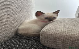 Siamese cats for sale: 3 siamese/ragdoll male kittens - Image 3