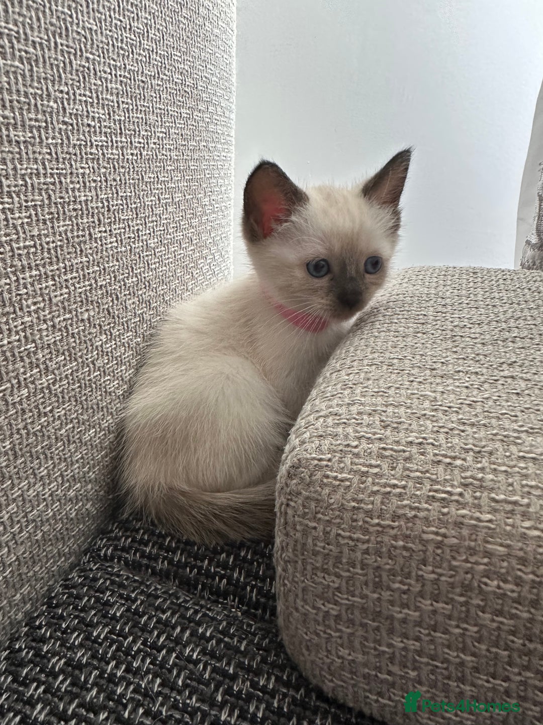 Siamese cats for sale: 3 siamese/ragdoll male kittens - Image 3
