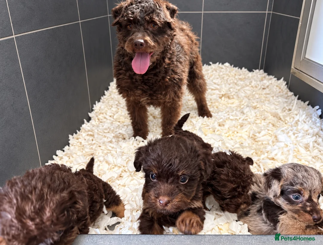 Mixed Breed dogs for sale: Merle patterpoo puppies  - Advert 1