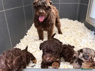 Mixed Breed dogs Merle patterpoo puppies - Advert 3