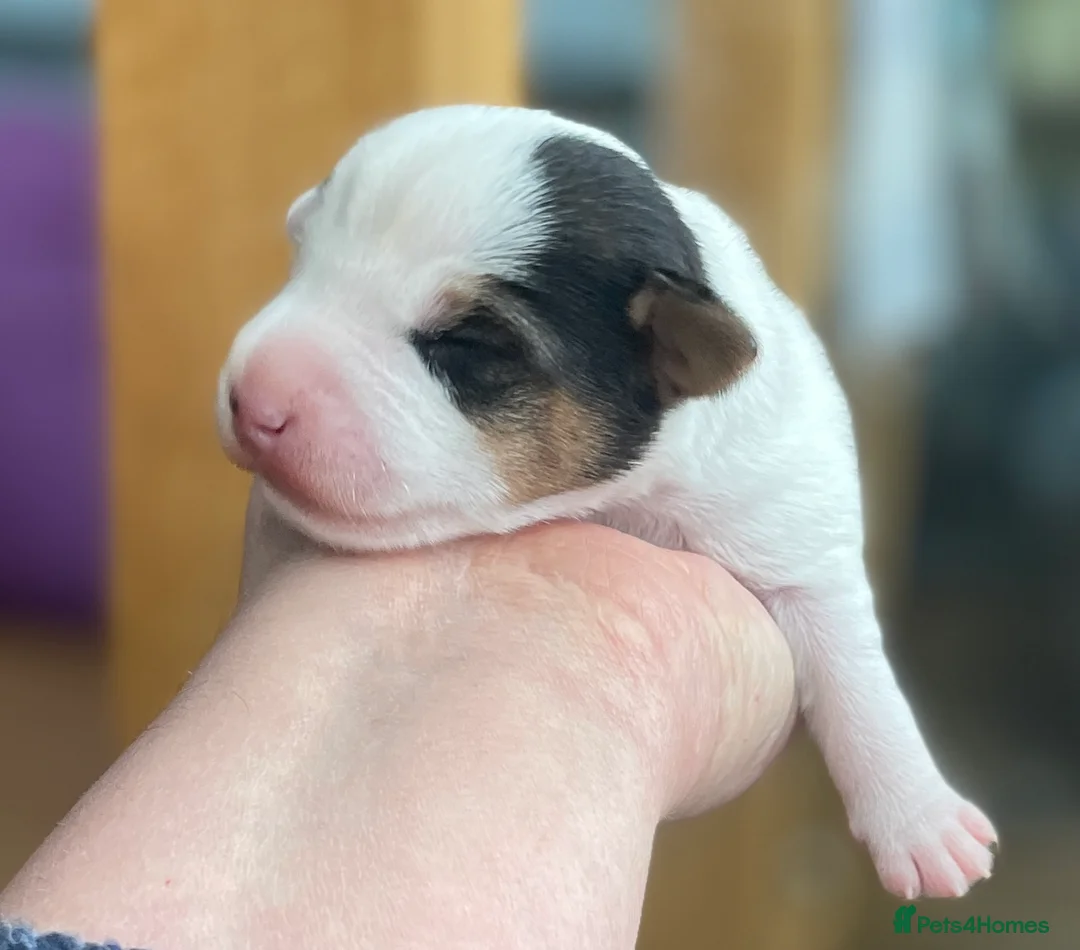 Parson Russell dogs for sale: Parson Terrier Puppies - rough coated - Advert 11
