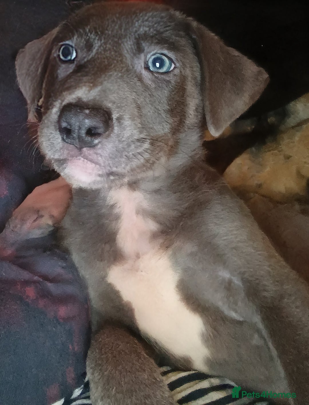 Mixed Breed dogs for sale: 1 tamaskan x pup available  - Advert 1