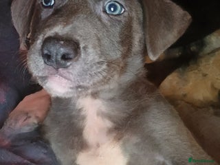 Mixed Breed dogs 1 tamaskan x pup available - Advert 1