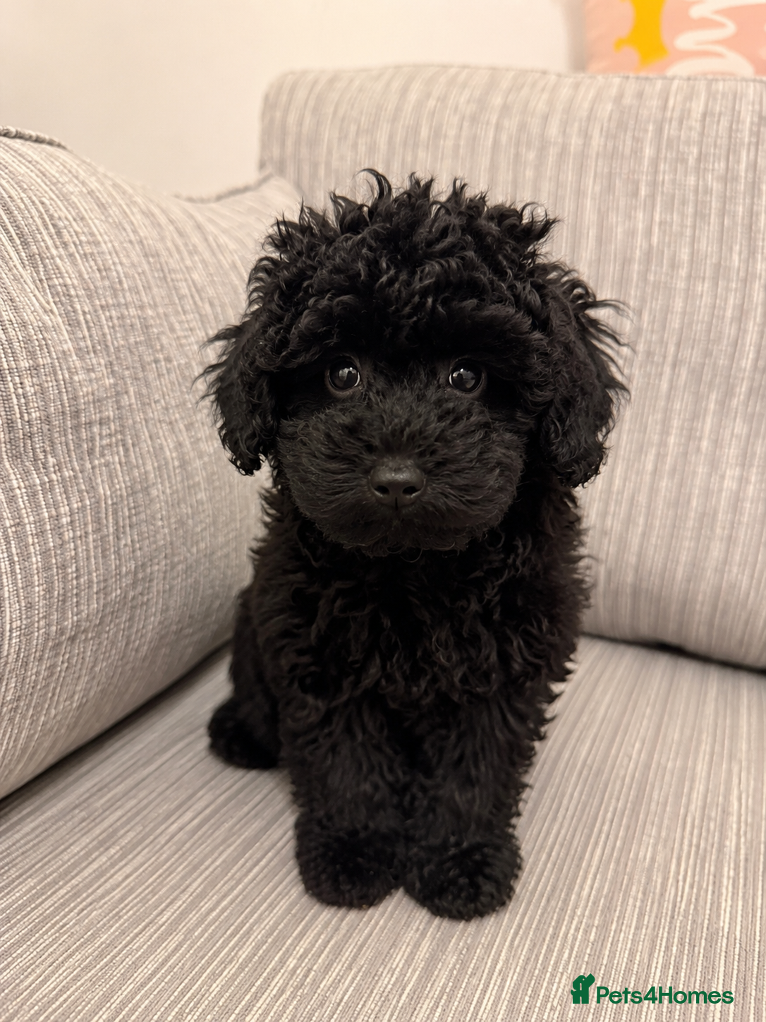 Schnoodle dogs 1 Left Beautiful Schnoodle Pups  - Advert 1
