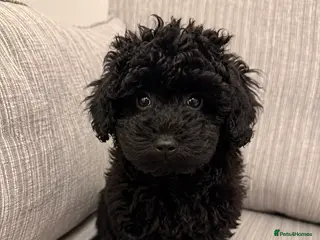 Schnoodle dogs 1 Left Beautiful Schnoodle Pups - Advert 1