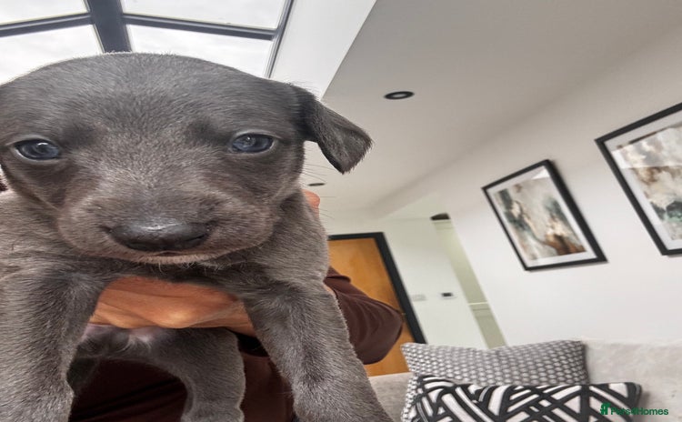 Whippet dogs - Advert 2