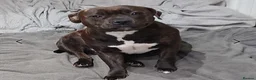 Staffordshire Bull Terrier dogs for sale: 6x full breed KC Staffordshire bull terrier pups - Advert 4
