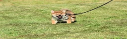 Japanese Shiba Inu dogs for sale: Exceptional Japanese Shiba Inu Puppies - Advert 12