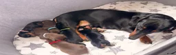 Miniature Dachshund dogs for sale: Miniature dachshund puppies - Advert 2