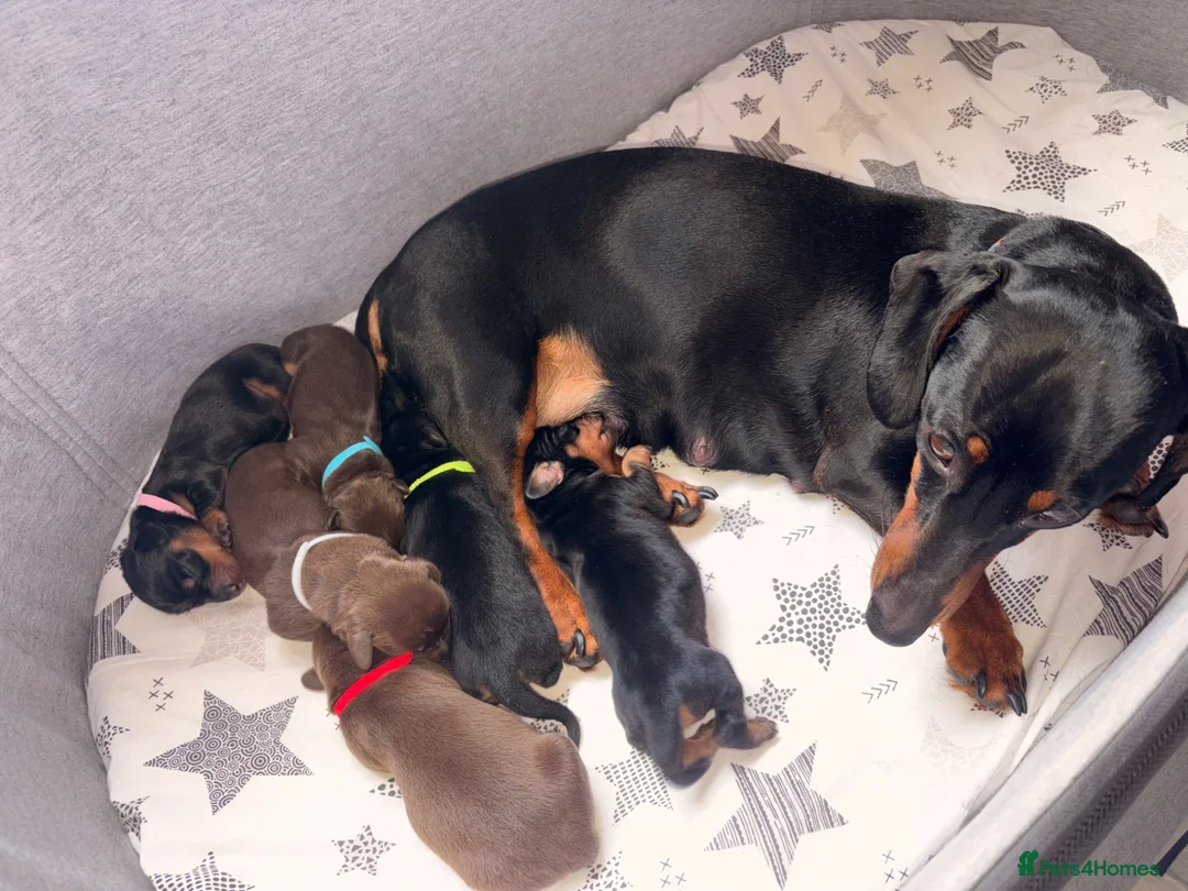 Miniature Dachshund dogs for sale: Miniature dachshund puppies - Advert 2