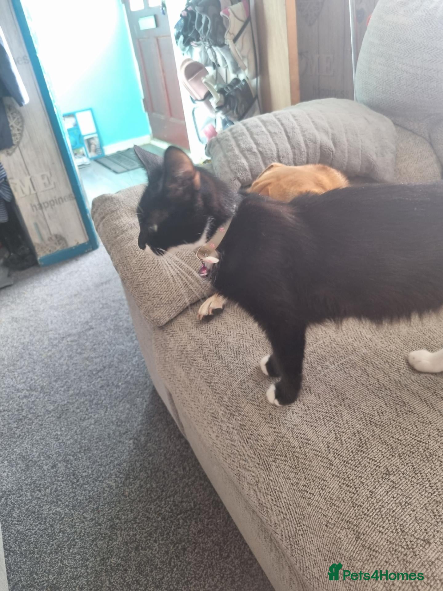 Mixed Breed cats Black kittens  - Advert 4