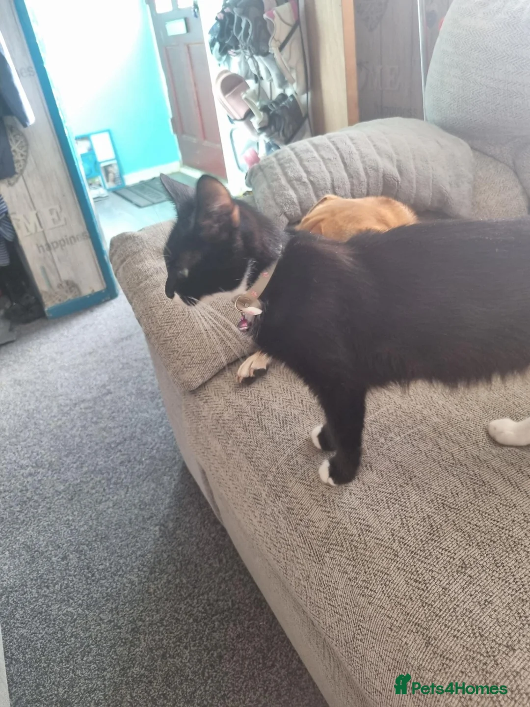 Mixed Breed cats for sale: Black kittens  - Advert 1