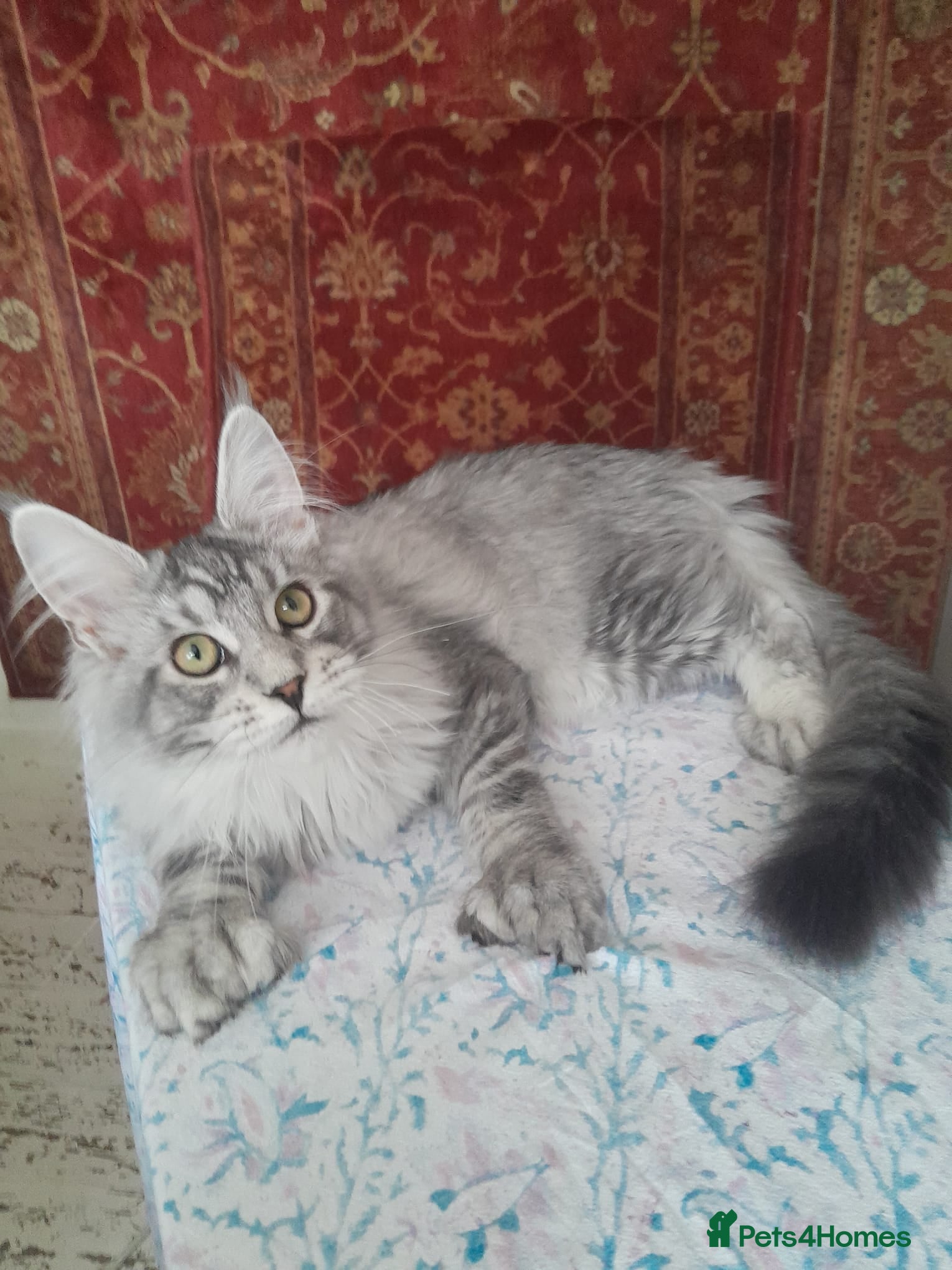 Maine Coon cats black silver ticked&white boys TICA maine coons - Advert 1