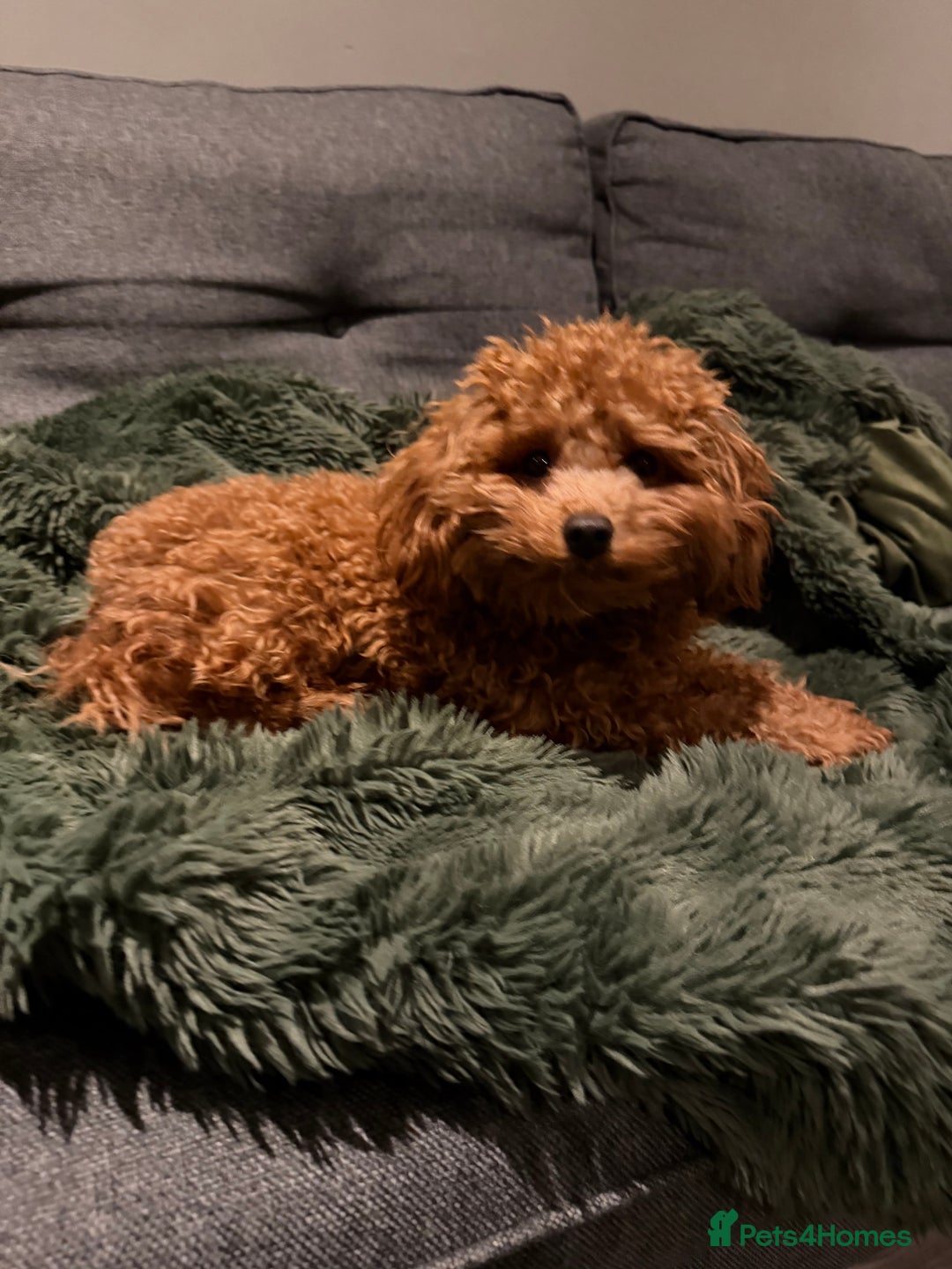 Cavapoo dogs for sale: F1b tiny toy Cavapoo male.  - Advert 2