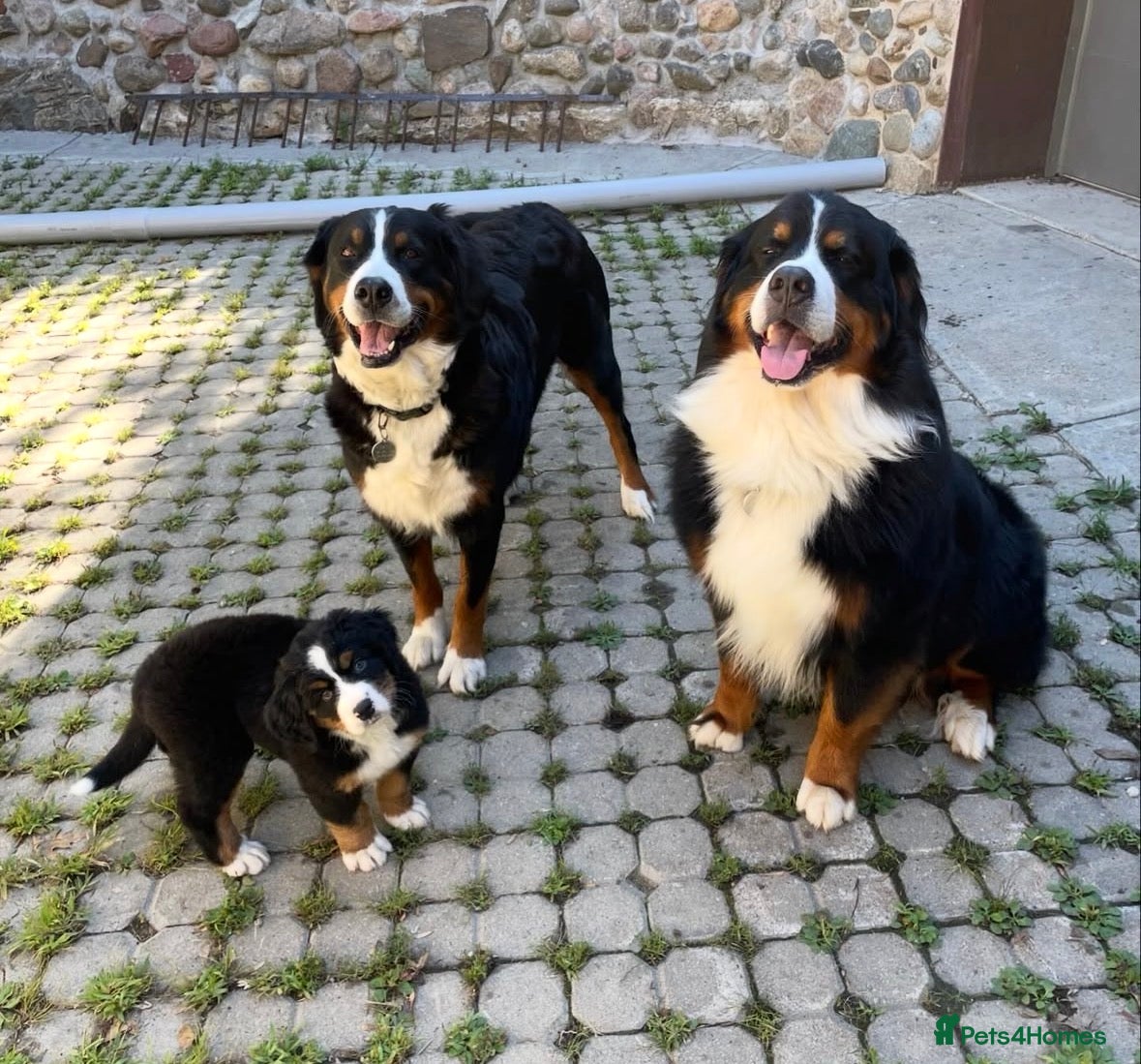 Bernese Mountain Dog dogs Kc Registered Bernese mountain pups - Advert 18