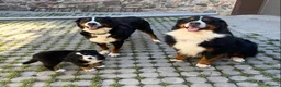 Bernese Mountain Dog dogs for sale: Kc Registered Bernese mountain pups in Manchester - Advert 1