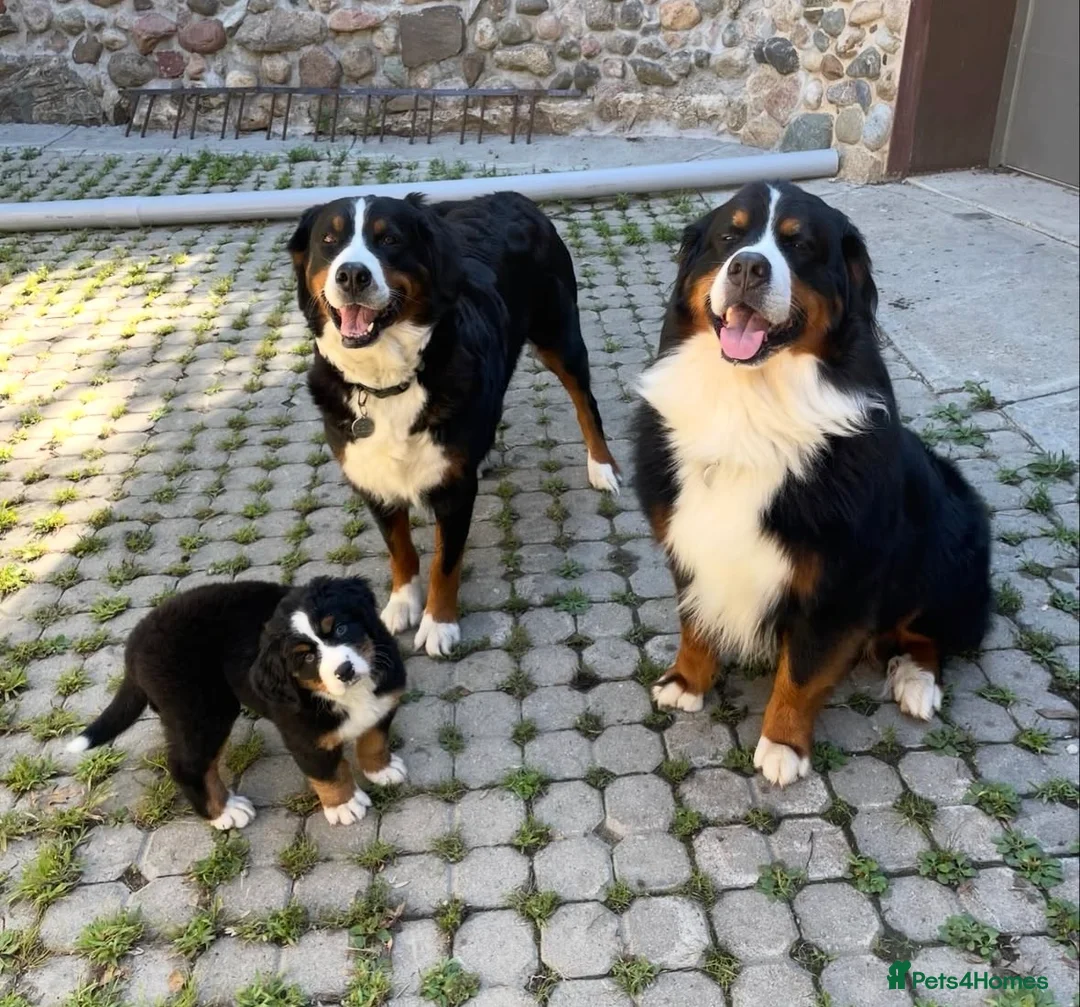 Bernese Mountain Dog dogs for sale: Kc Registered Bernese mountain pups in Manchester - Advert 1