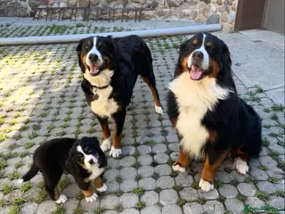 Bernese Mountain Dog dogs Kc Registered Bernese mountain pups - Advert 18