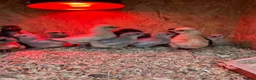 Chickens poultry for sale: Polish, Silkies, Pekins  - Advert 8
