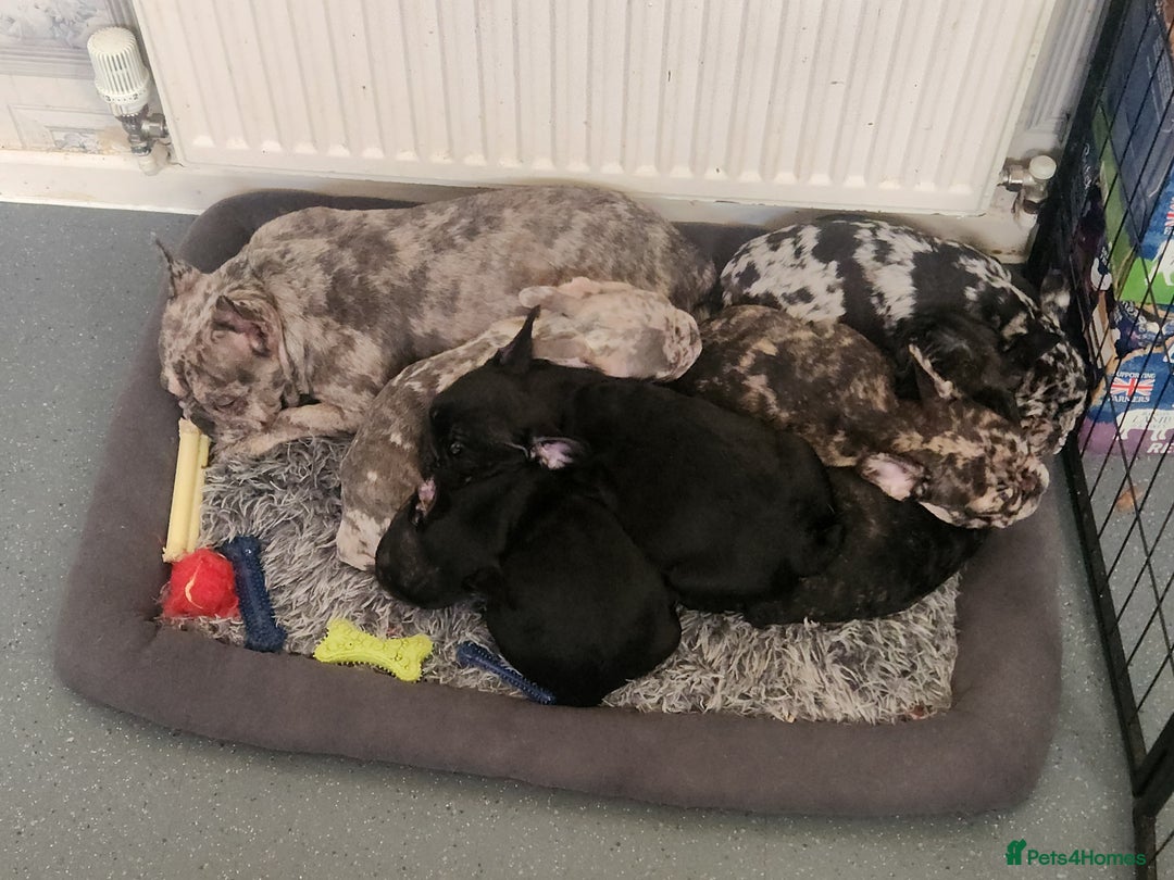 French Bulldog dogs for sale: Beautiful Puppy's For Sale  - Advert 5