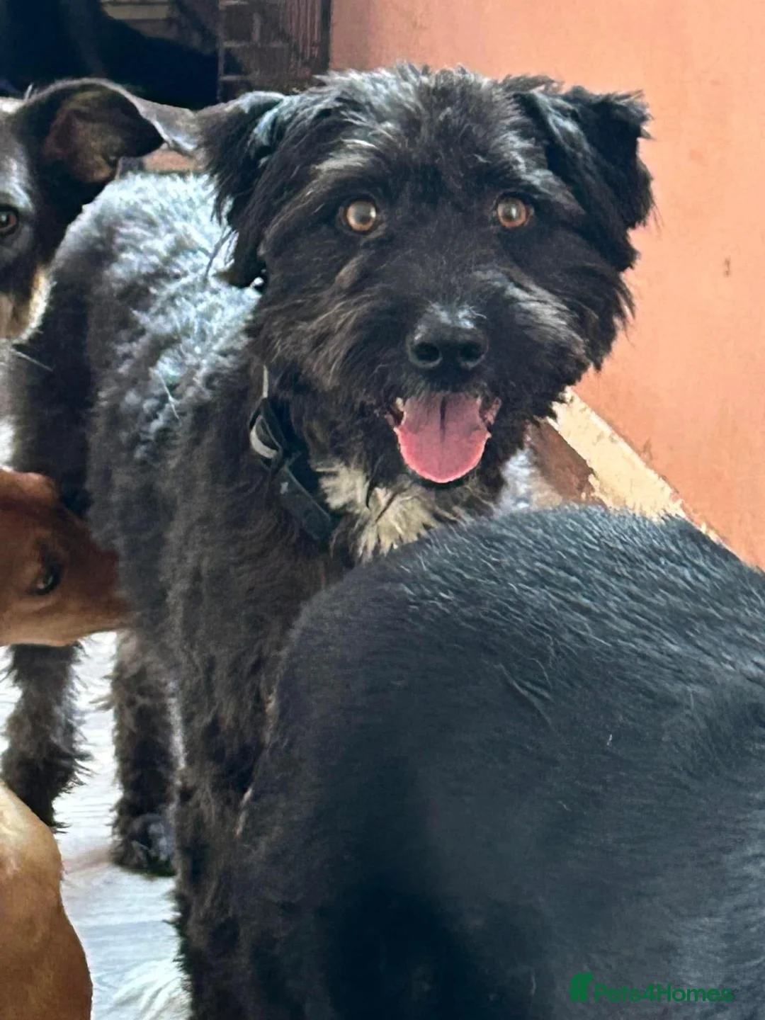 Mixed Breed dogs for adoption: Colby - Norwich Norfolk  in Norwich - Advert 27